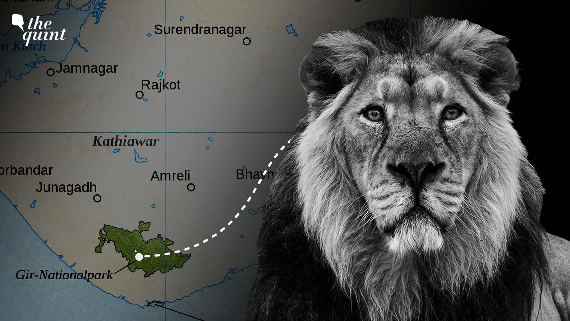 lion population in gir Gir asiatic lions gujarat population increase ...