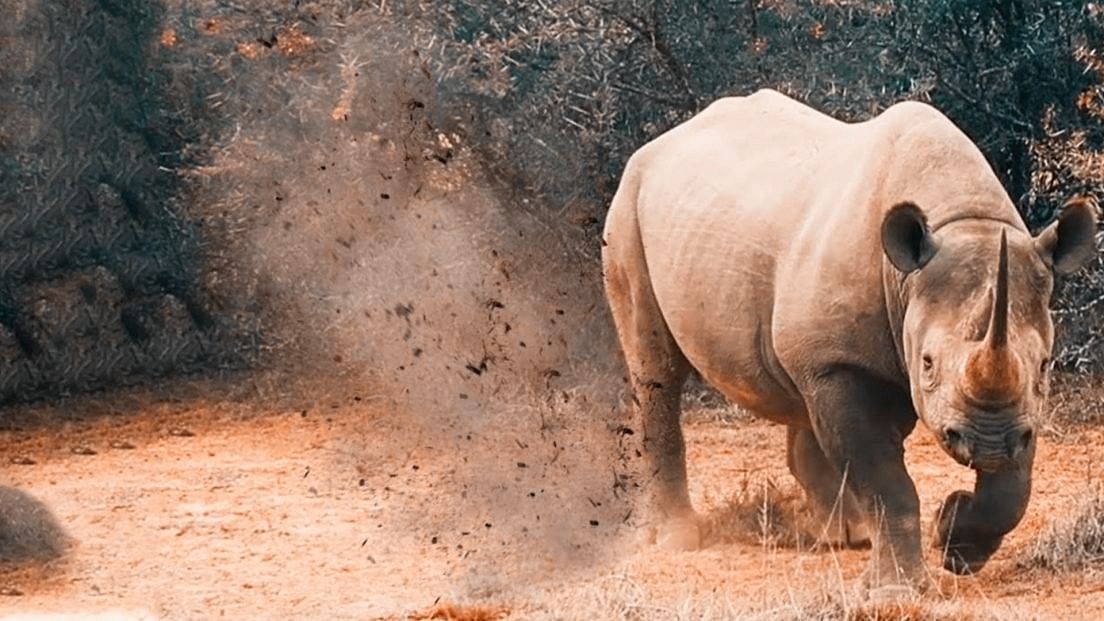 VIDEO | Rhino Overturns Safari Jeep, 6 Tourists Injured in Jaldapara