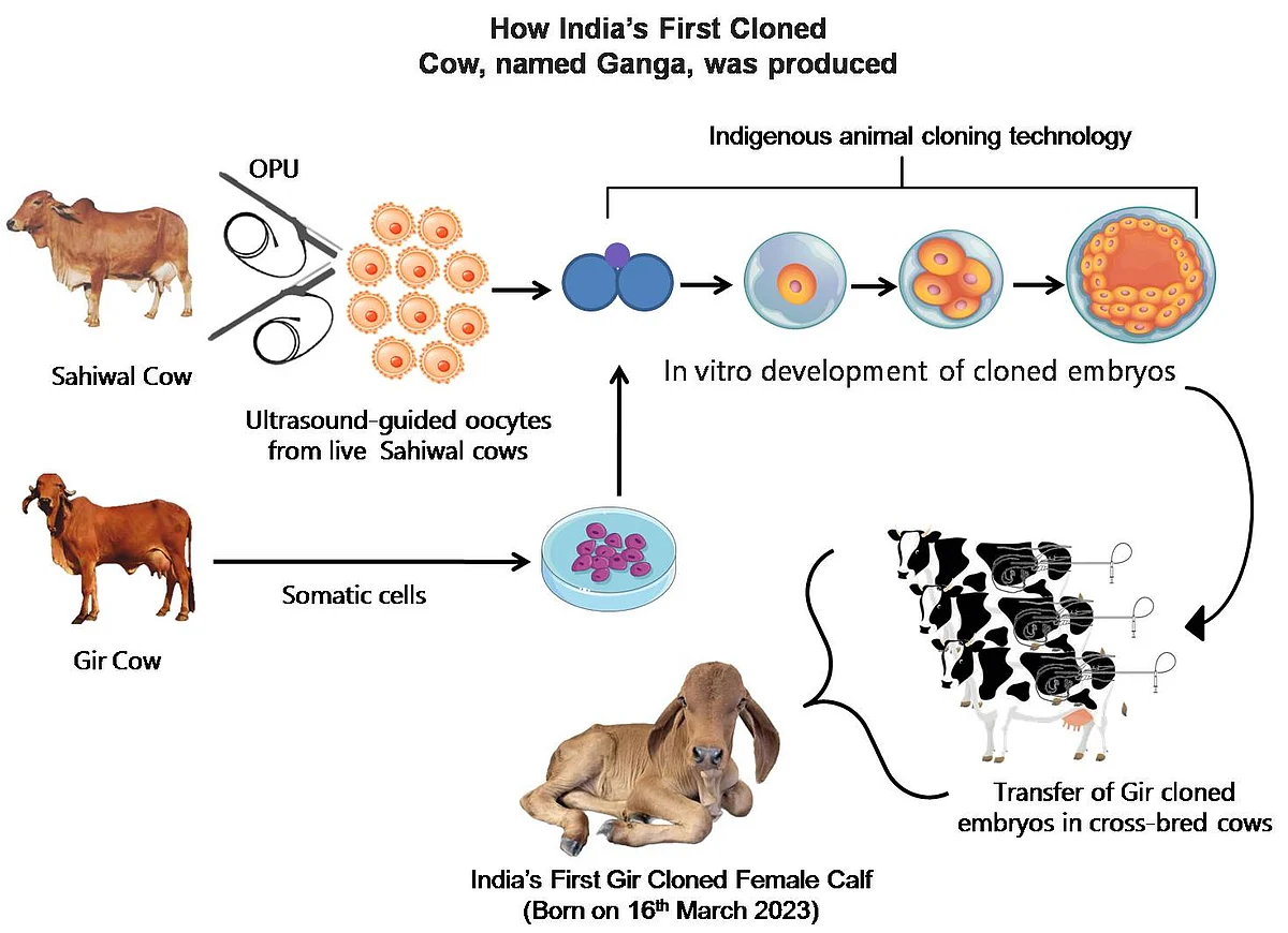 Coloning Technology Explained: How Did Scientists Clone Gir Cow Ganga? What Makes the Breed ...