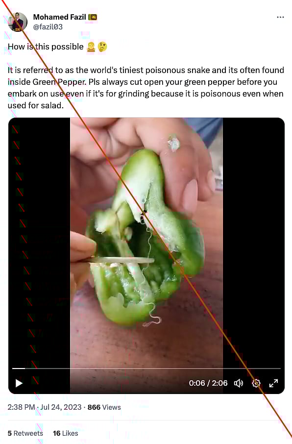 FactCheckDo Green Bell Peppers Have the World’s Smallest Poisonous