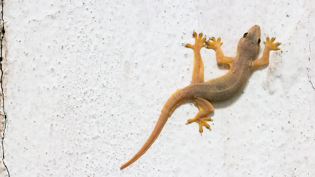 World Lizard Day 2023: History, Significance, 4 Interesting Facts About ...