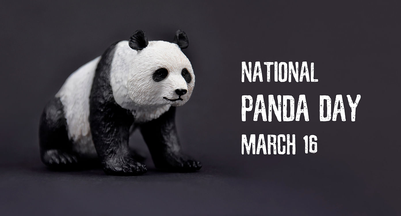 National Panda Day 2024: Date, Theme, History, Significance & Facts ...