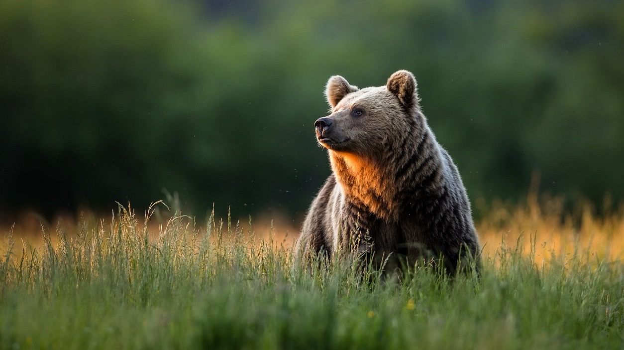 World Bear Day 2024 Date History, Importance, Celebration, Activities