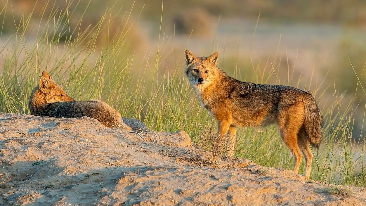 World Jackal Day 2024 Date History, Significance, Purpose, Activities, Events, How To Celebrate