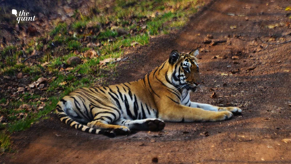 The Tigers of Tadoba: A Guide to Having a Good Life | BLOG