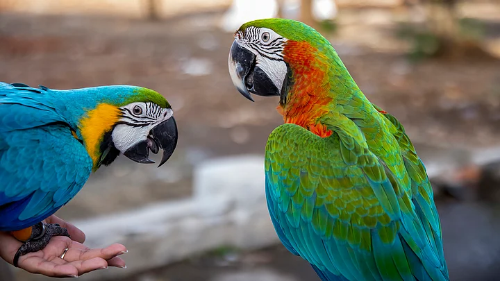 World Parrot Day 2024: Date, Theme, History, Significance, Quotes