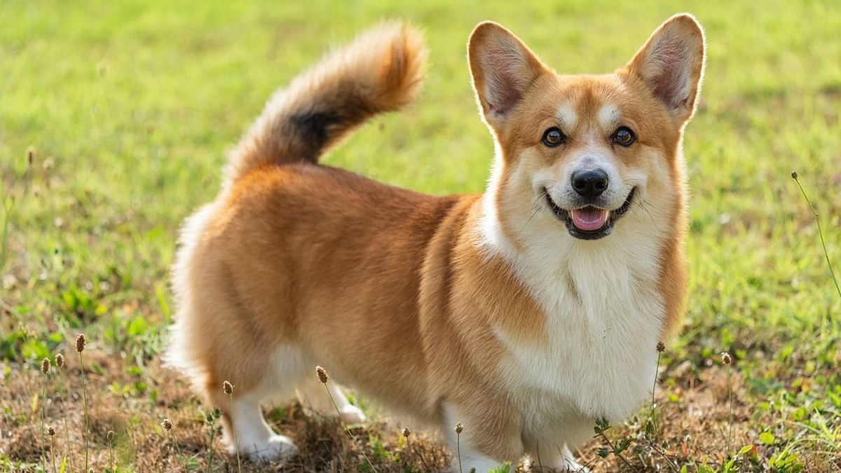 International Corgi Day 2024 Date: History, Significance, Activities ...