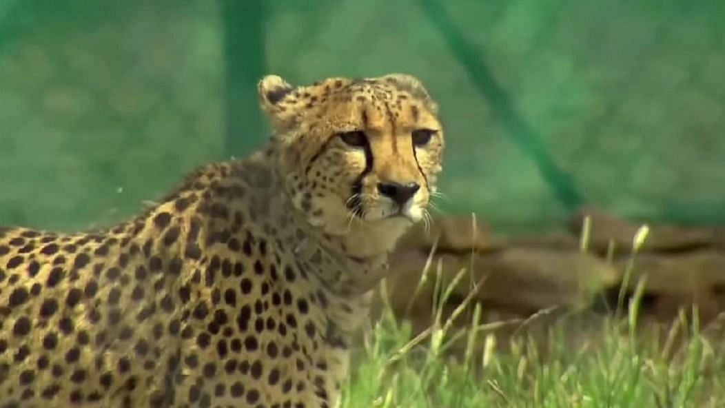 Project Cheetah: वो पल जब अफ्रीकी चीते कुनो नेशनल पार्क में छोड़े गए - 10 Photos