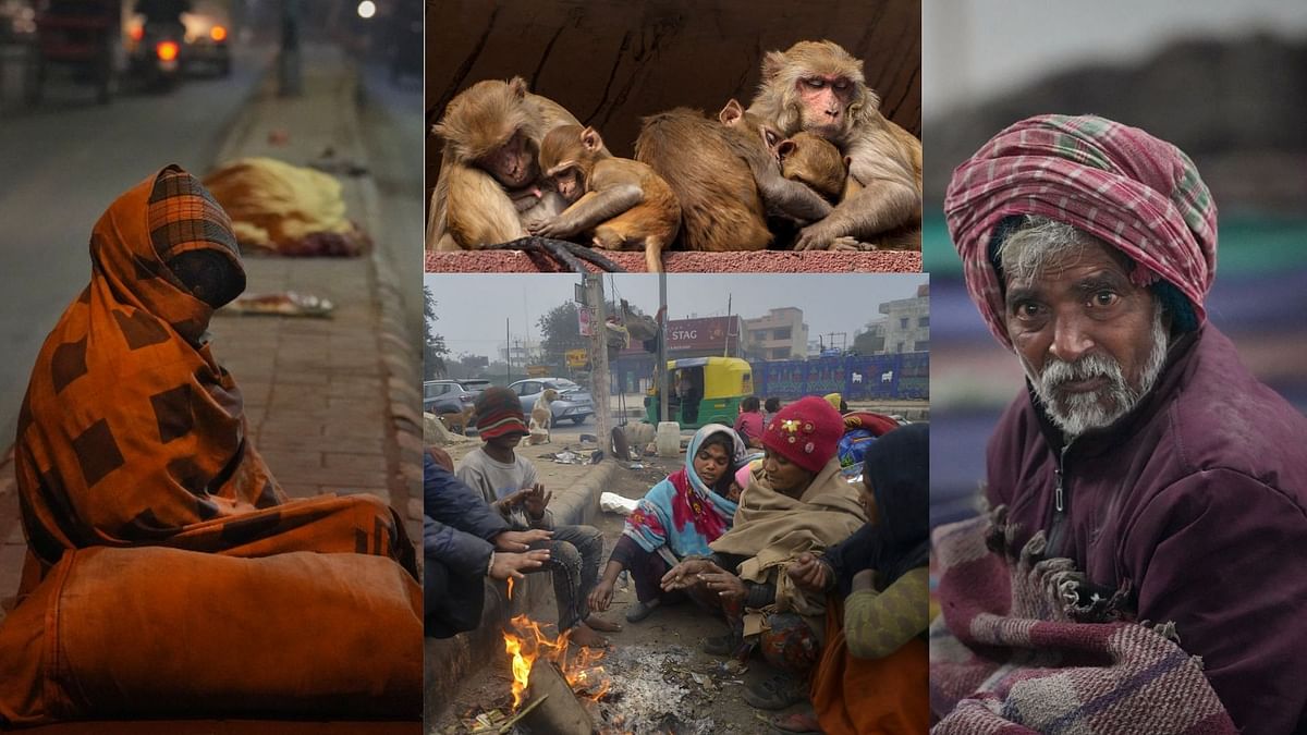Delhi-NCR में ठंड के कहर से कांपते बेघर लोग...जानवरों की भी हालत खराब, Photos